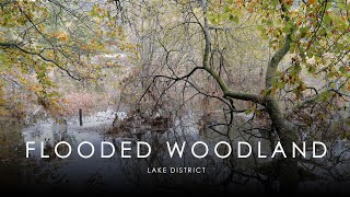 Flooded Woodland Landscape Photography