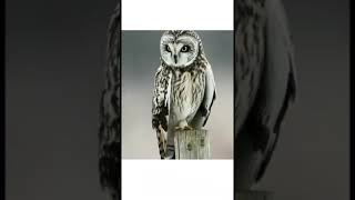 #101 Owl Photos