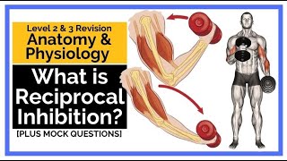 What is Reciprocal Inhibition?