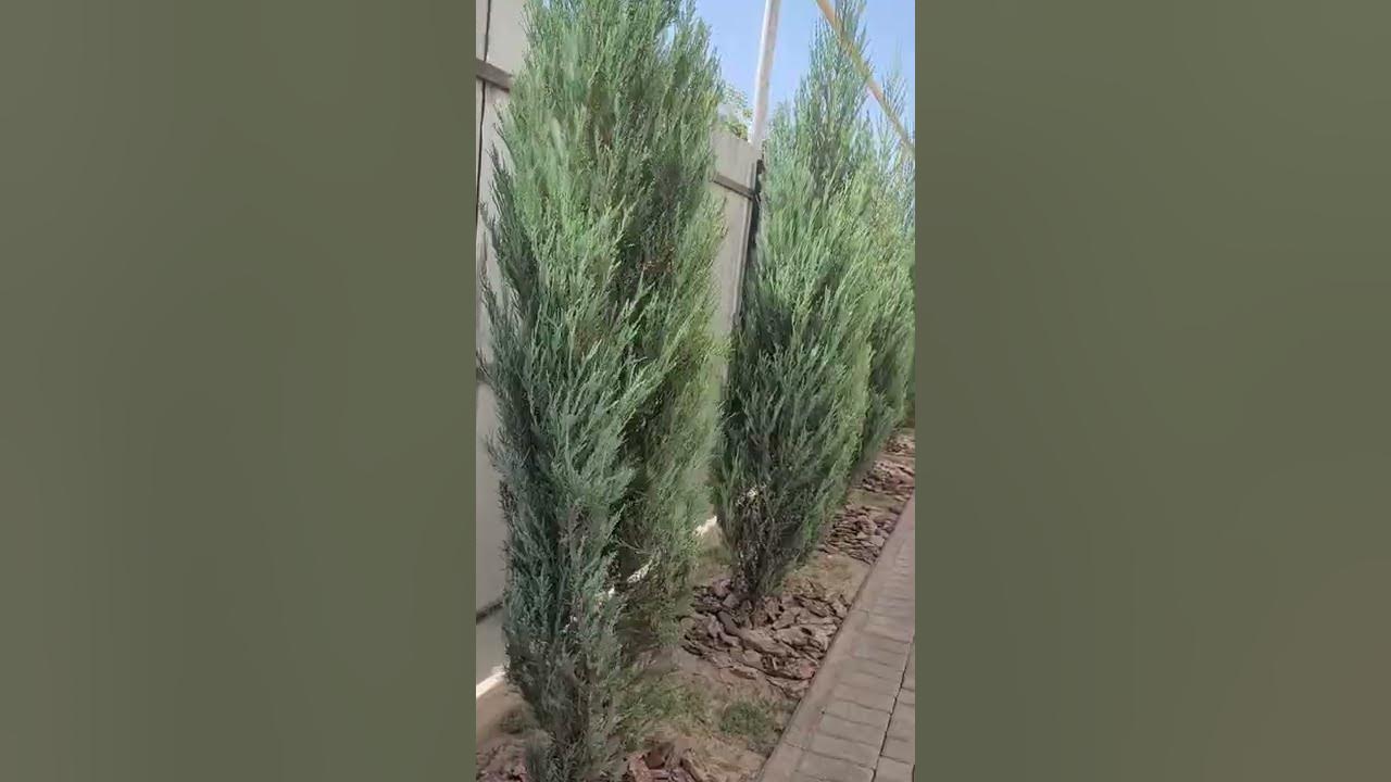 Вертикальный можжевельник. Самое главное при его выращивании! Часть 1 ...