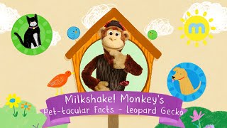 Milkshake! Monkey's Pet-tacular Facts | Leopard Gecko