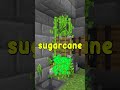 sugarcane farm short