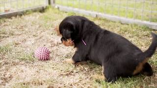 Vidéo chiots Rottweiler  4 semaines (LOYD x NERON)