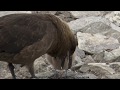 Skuas feeding their chick