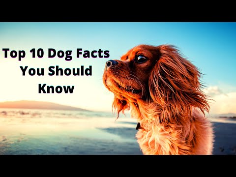 वीडियो: शीर्ष 10 गतिशील कुत्ते तथ्य