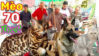 Phiên chợ có mèo bengal.Chó Béc Bỉ,Phú Quốc, Labrador,phốc sóc...