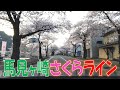 【山形市】馬見ヶ崎さくらライン×花の季節【20240414】