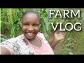 A DAY AT THE FARM + PROJECT DEFENSE UPDATE