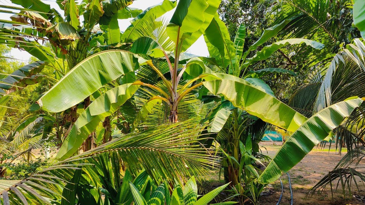 No:188 Greenery Mini Farm Land Property 27 Cent For Sale in Mudaliarkuppam Boat House | 9626716274