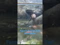 Otter Swimming #otter #farminthecity #pettingfarm #pettingzoo