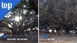 See how wildfires have changed Lahaina