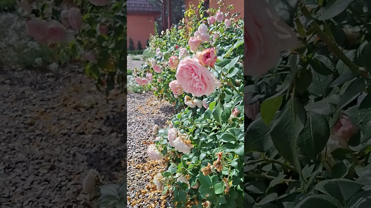 Троянда Mariatheresia® (Rosen Tantau 2003) друга хвиля квітування, 13 вересня 2025 