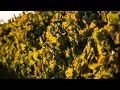 The san joaquin valley wine region californias largest winegrowing region  sustainable farming