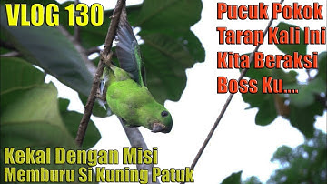 Memikat SERINDIT di Pucuk Pokok Tarap _ Vlog 130