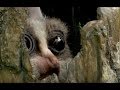 Robot Bushbaby Meets Chimp & Gets a Surprising Reaction!