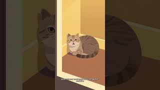 Why Is My Cat Meowing So Much? Common Causes Explained #cat #kitten #cute  #pets #cutecat #funnycats