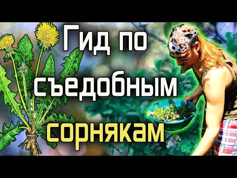 Гид по съедобным сорнякам | Дикоросы - моя живая еда