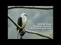 Mantled Hawk soaring behavior at Serra Bonita Lodge in Bahia - Brazil dec23