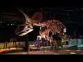 US restorationist gives life to 60-million-year-old dinosaur fossils | AFP