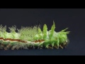 Io Moth Caterpillar Sheds at The Caterpillar Lab