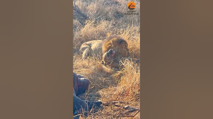 Lions Destroy Hyenas Distracted by Eating a Hippo. #wildlife #animal #trending #viral #nature #fyp