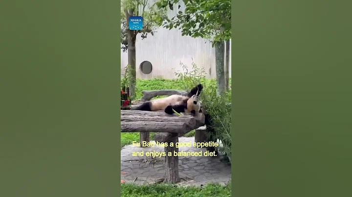 Giant panda star Fu Bao meets public after returning to China - DayDayNews