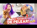 REACCIÓN DE COSMO A MI NUEVA MASCOTA!! SE PELEARON | Leyla Star 💫