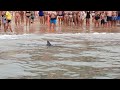 Tiburón En La Playa De Benidorm