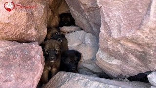 We Found Puppies Among The Rocks | We Completed Feeding throughout the region