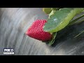 Farmers sacrificing to save strawberry season