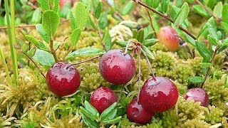 Клюква Полезные свойства Клюква Полезные свойства