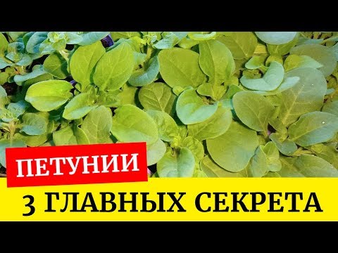 🌸Отличная рассада петуний. Три главных условия выращивания петунии🌱