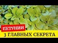 🌸Отличная рассада петуний. Три главных условия выращивания петунии🌱