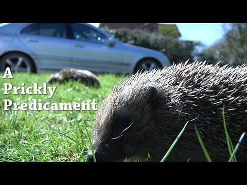 A Prickly Predicament - British Hedgehogs in Decline