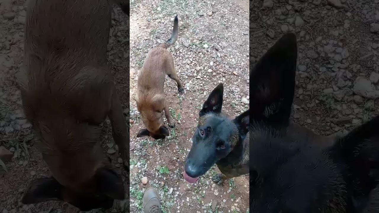 How to get my dog to listen to me and have good recall 