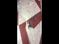 Mason's National Lead Trials Finals