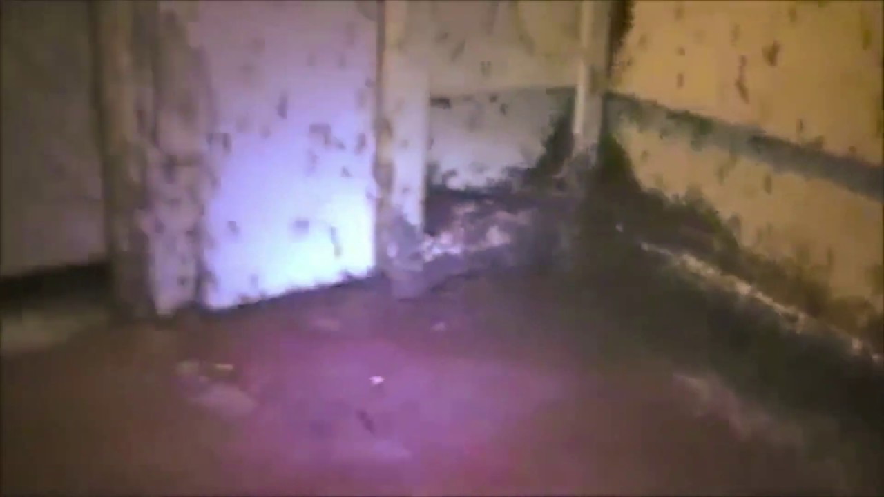 Mosquito Infestation in Pakistan - Dengue Epidemic