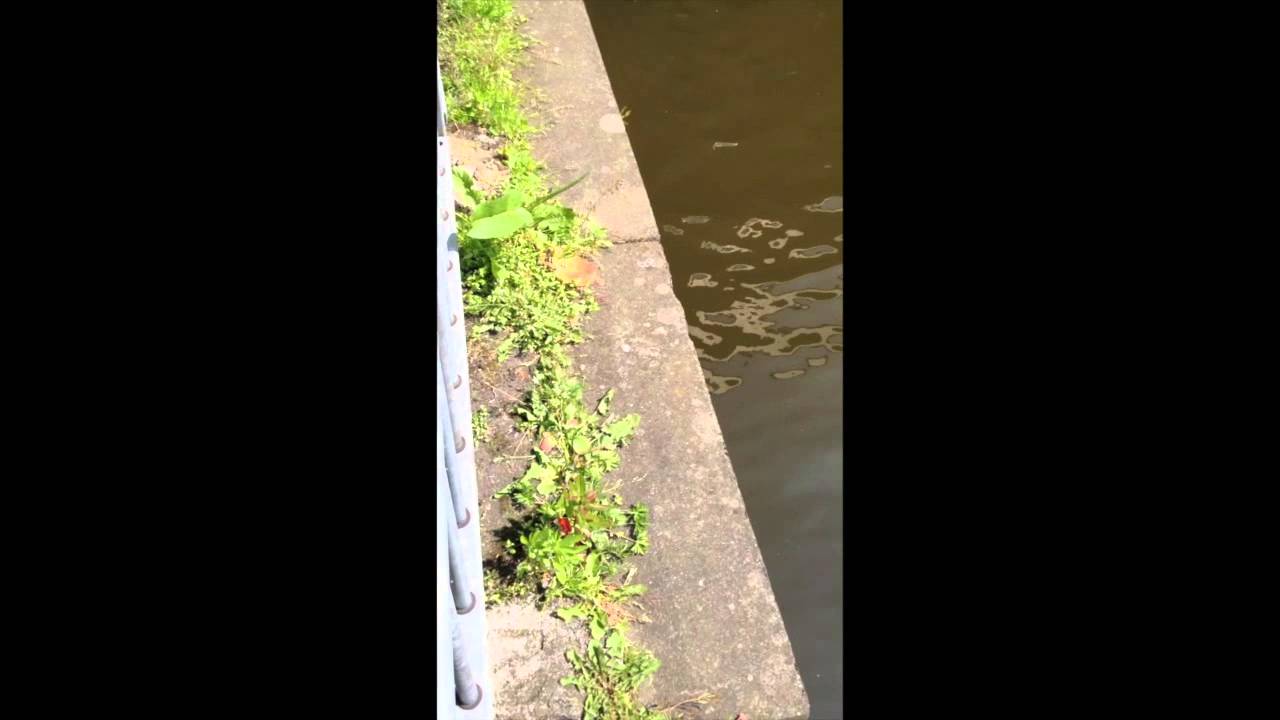 Duck Eat Duck World???... YouTube