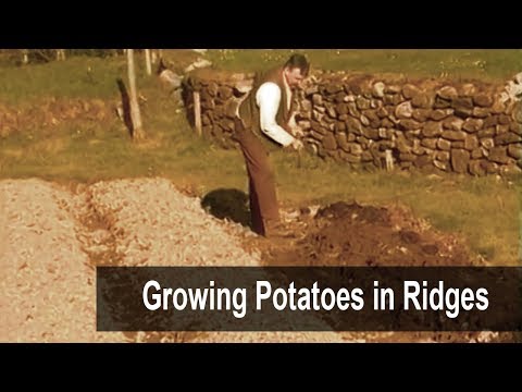 Growing Potatoes using Ridges @ Muckross Farms Killarney Ireland