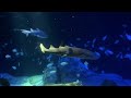New York Aquarium | Ocean Wonders: Sharks | NY
