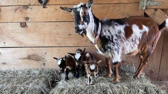 Introducing the Pygmy Goat 🐐 a very cute pet 😍 #pygmygoats #goat #cu, Pygmy  Goat