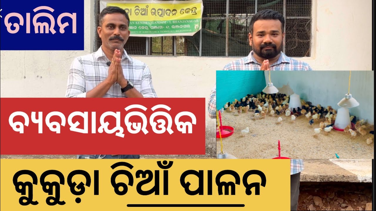 ବ୍ଯବସାୟ ଭିତ୍ତିକ କୁକୁଡ଼ା ଚିଆଁ ପାଳନ। ଆରମ୍ଭ ରୁ ଶେଷ ସମ୍ପୂର୍ଣ୍ଣ ଚିଆଁ ପାଳନ