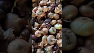 картинка: Цибуля на зиму # чистим  чи ні?