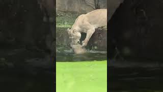 Lion Cub Falling Into Water 2024 party july viral