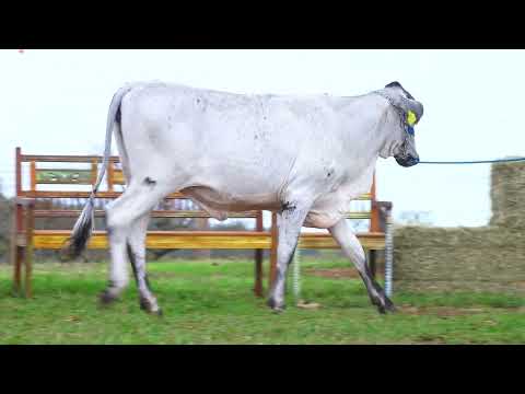LOTE 51 7079CV