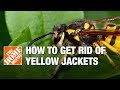 Getting Rid Of Yellow Jackets