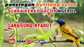 Suara Pancingan Kutilang Sutra Gacor @AnakDesaKicau