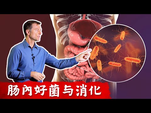 益生菌作用,腸道好菌與消化,感染自然療法,柏格醫生 Dr Berg