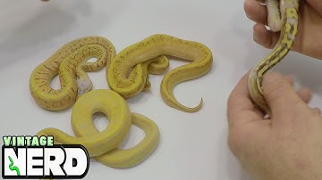 Bill Galloway from Loxahatchee Herp Hatchery  Visit - Video 2