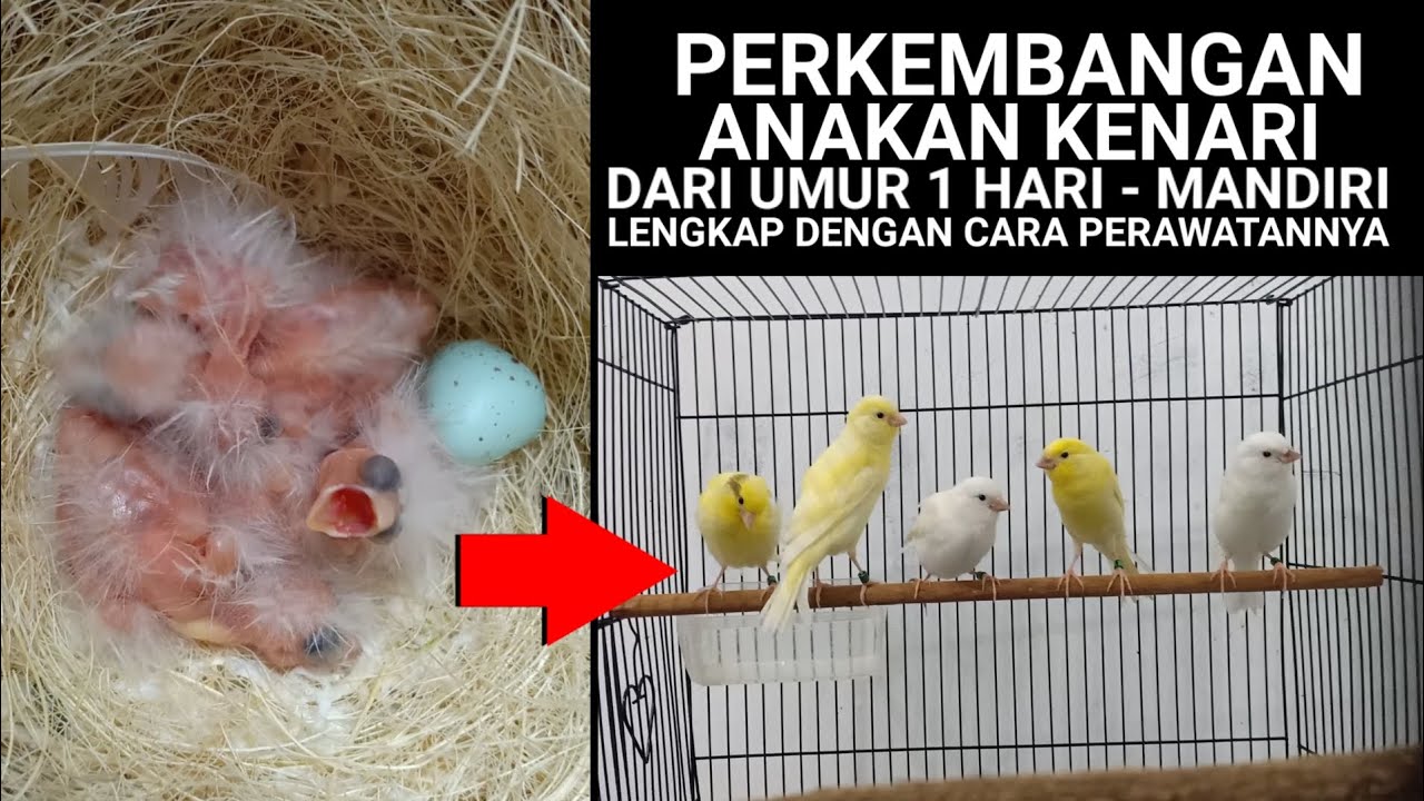 PERKEMBANGAN ANAKAN KENARI DARI UMUR 1 HARI - MANDIRI lengkap dengan cara perawatannya